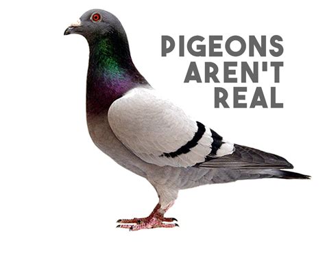 test pigeons arent real