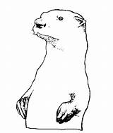 Otter Nutrias Wydra Animales Kolorowanki Dzieci Nutria Dibujo Agua Herbivoros Reino sketch template