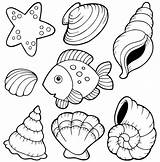 Shells Coquillage Coquillages Seashells Coloriages sketch template