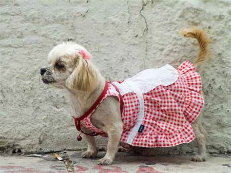 dog clothes ideas dog outdoor wear coats vests  booties  dogs