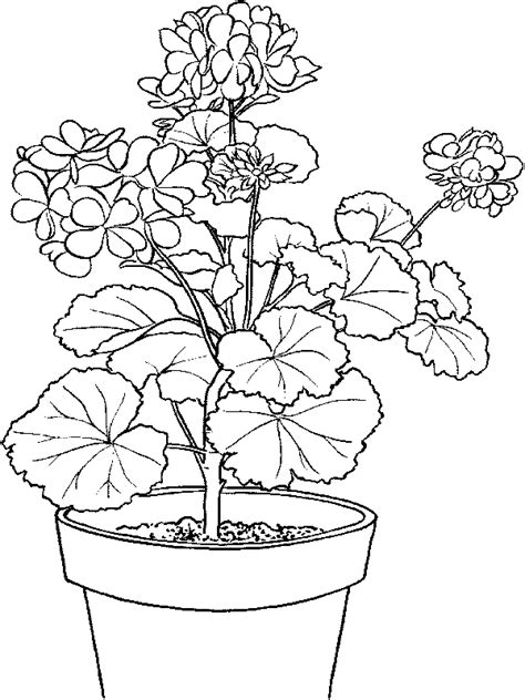 ivys bonus coloring book plant