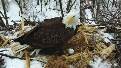 iowa bald eagles show   nests   world