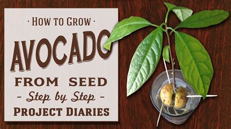 How To Start Growing An Avocado Tree Blog Satpam
