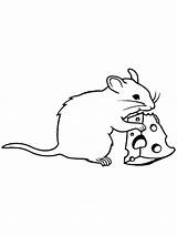 Rat Coloring Cheese Mouse Pages Drawing Cute Rats Lab Color Eating Animals Swiss Drawings Getcolorings Getdrawings Clipartmag Paintingvalley Popular sketch template
