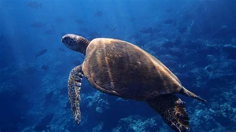 Sea Turtles On Maui Facts