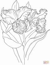 Orchid Rosales Bordar Pintar Blc Crispin Orchids Onlinecoloringpages sketch template