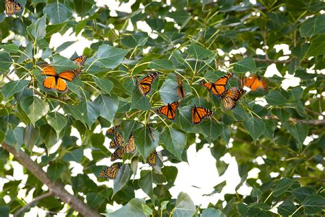 monarch bats the monarch butterfly swarm kind of