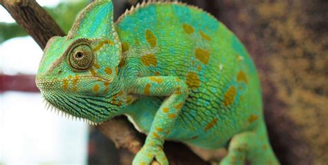 veiled chameleon care center galapagos reptile gear