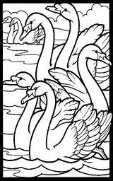Swans Swimming Seven Coloring Choose Board sketch template