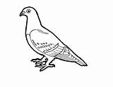 Pigeon Pidgeons Papagei Ausmalbilder Outline Malvorlagen Designlooter sketch template