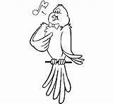 Cantando Canario Colorear Canta Canarino Canari Disegno Canarios Pajarito Cantant Uccelli Acolore Dibuix Animali Dibuixos Pies Imagui sketch template