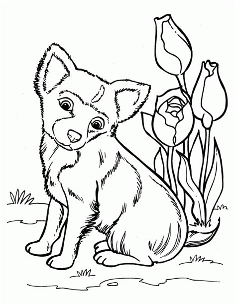 husky coloring pages  coloring pages  kids