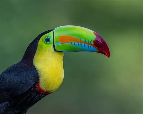 filekeel billed toucan jpg wikimedia commons