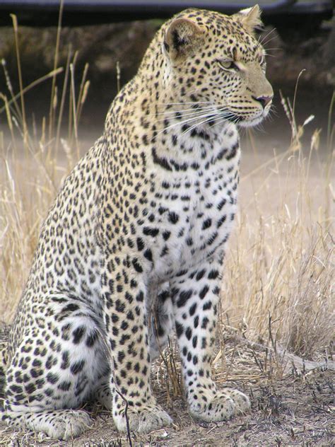 fileleopard africajpg wikimedia commons