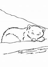Orsi Orso Polare Pianetabambini Animali sketch template