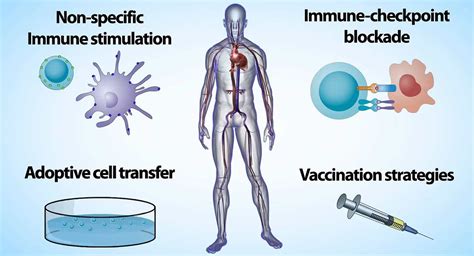 Cancer Immunotherapy Types Of Immunotherapy And Side Effects Free