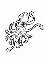 Squid sketch template