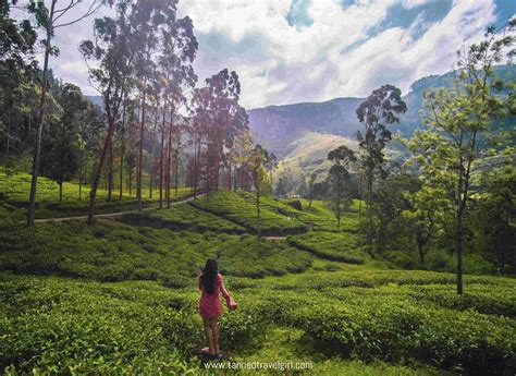 nuwara eliya tea estates  waterfalls  travel guide tannedtravelgirl