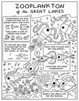 Zooplankton Coloring Sheet Lakes Great Tucker sketch template