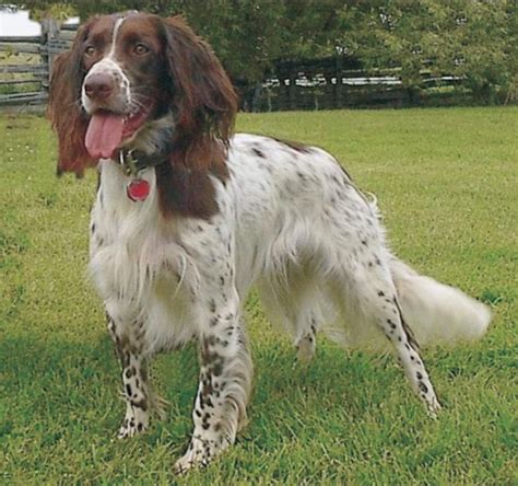 french spaniel puppies  dogs  sale jelena dogshows