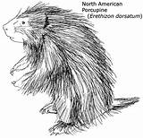 Porcupine Coloring Pages Printable Gif Choose Board sketch template