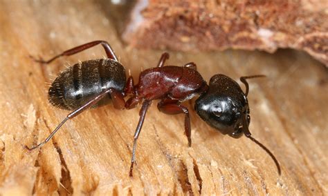 carpenter ants arrow pest control