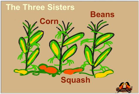 native american gardening techniques  plant guide