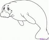 Manatee Clip Coloring Pages Cartoon Clipart Animal Information Animals Stencil Draw Step Popular Dragoart sketch template