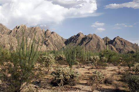 filesonora desert jpg wikimedia commons