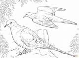 Dove Coloring Doves Mourning Pages Two Turtle Drawing Flying Printable Color Peace Bird Supercoloring Birds Drawings Getdrawings Print Template Main sketch template