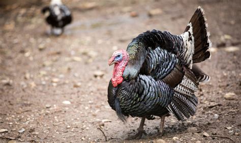 todays turkey   affordable  sustainable       greenbiz