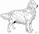 Coloring Chocolate Lab Pages Labrador Retriever Getcolorings Color Golden sketch template