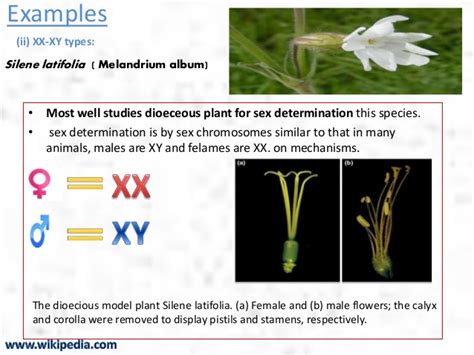sex determination in plants