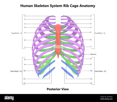 menschliches skelett system brustkorb anatomie stockfotografie alamy