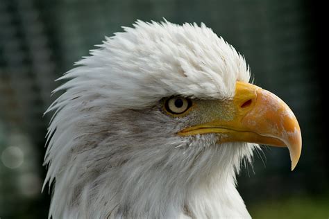 filebald eagle head closeupjpg wikimedia commons