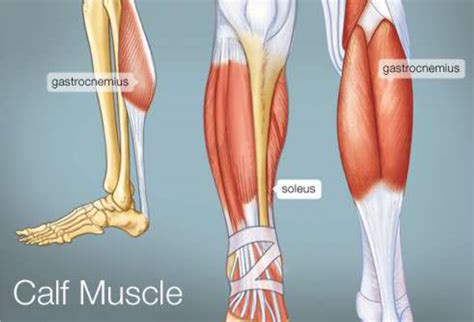 muscles names  locations les  meilleures images du tableau os