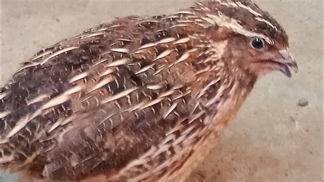 kotoran puyuh kering   dried quail dung youtube