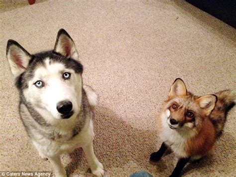 siberian husky finds new playmate in adopted vixen cub daily mail online