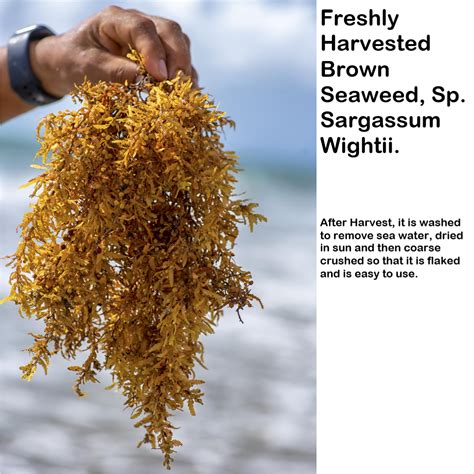 pure brown seaweed sargassum wightii  gms ecotika