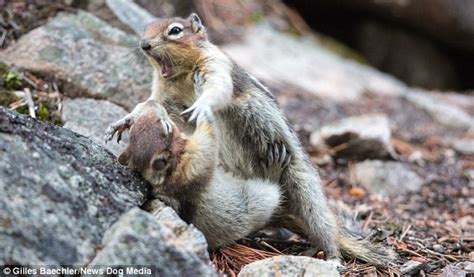 Squirrels Mimic Homer And Bart Simpson As One Has The