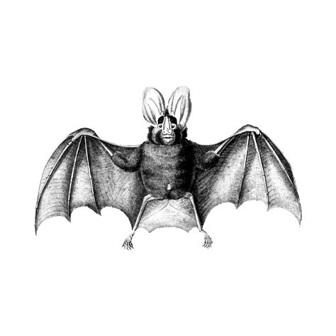 vintage illustrations  bat   vectors clipart graphics