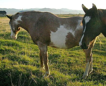 sabino horse wikipedia   encyclopedia painted pony horse