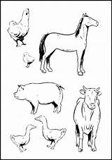 Farm Animal Coloring Pages Animals Kids Print Printable Template Preschool Colouring Printables Baby Worksheets Real Barn Templates Horse Sheets Realistic sketch template