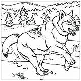 Loup Loups Coloriages Imprimer Animaux Pleine Justcolor Template Enfant Amoureux Cri sketch template