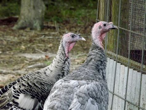 sexing juvenile turkeys