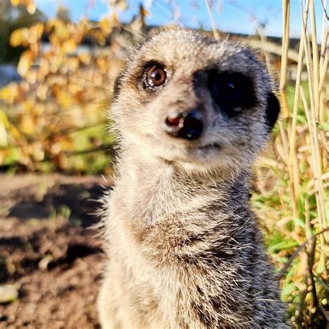 meerkat porcupine encounter fife zoo