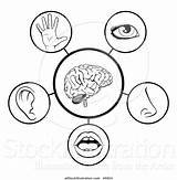 Senses Sentidos Sensi Organs Sense Sens Cinq Cervello Cerveau Cinque Representing Cerebro Vijf Icone Scienza Attaccata Rappresentano Istruzione Hersenen Betekenissen sketch template