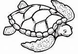 Turtle Coloring Sea Pages Drawing Color Print Printable Turtles Adults Cute Easy Kids Preschoolers Clipart Tortoise Clip Shell Loggerhead Simple sketch template