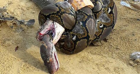 python  king cobra fight   death  epic snake battle photo