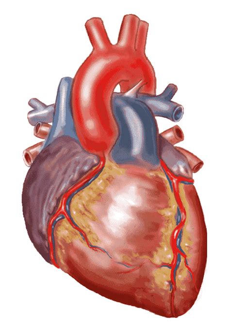 real heart   clip art  clipart wikiclipart